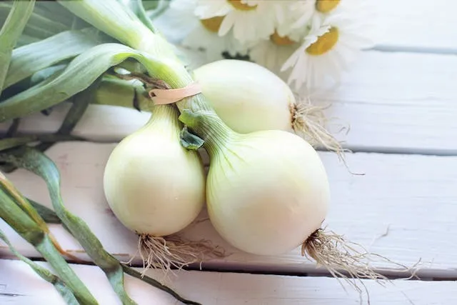 Цибуля