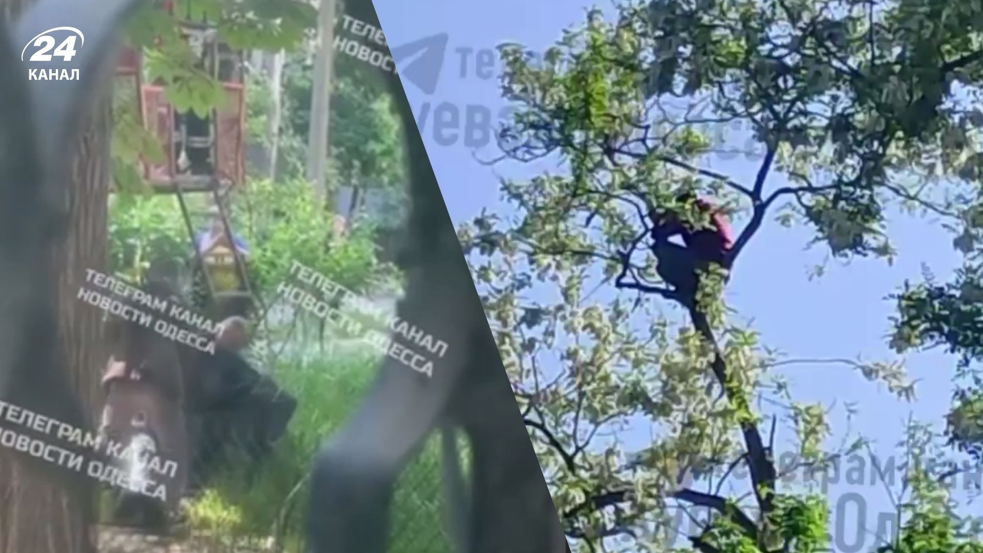 В Одесі чоловік заліз на верхівку дерева, тікаючи від ТЦК
